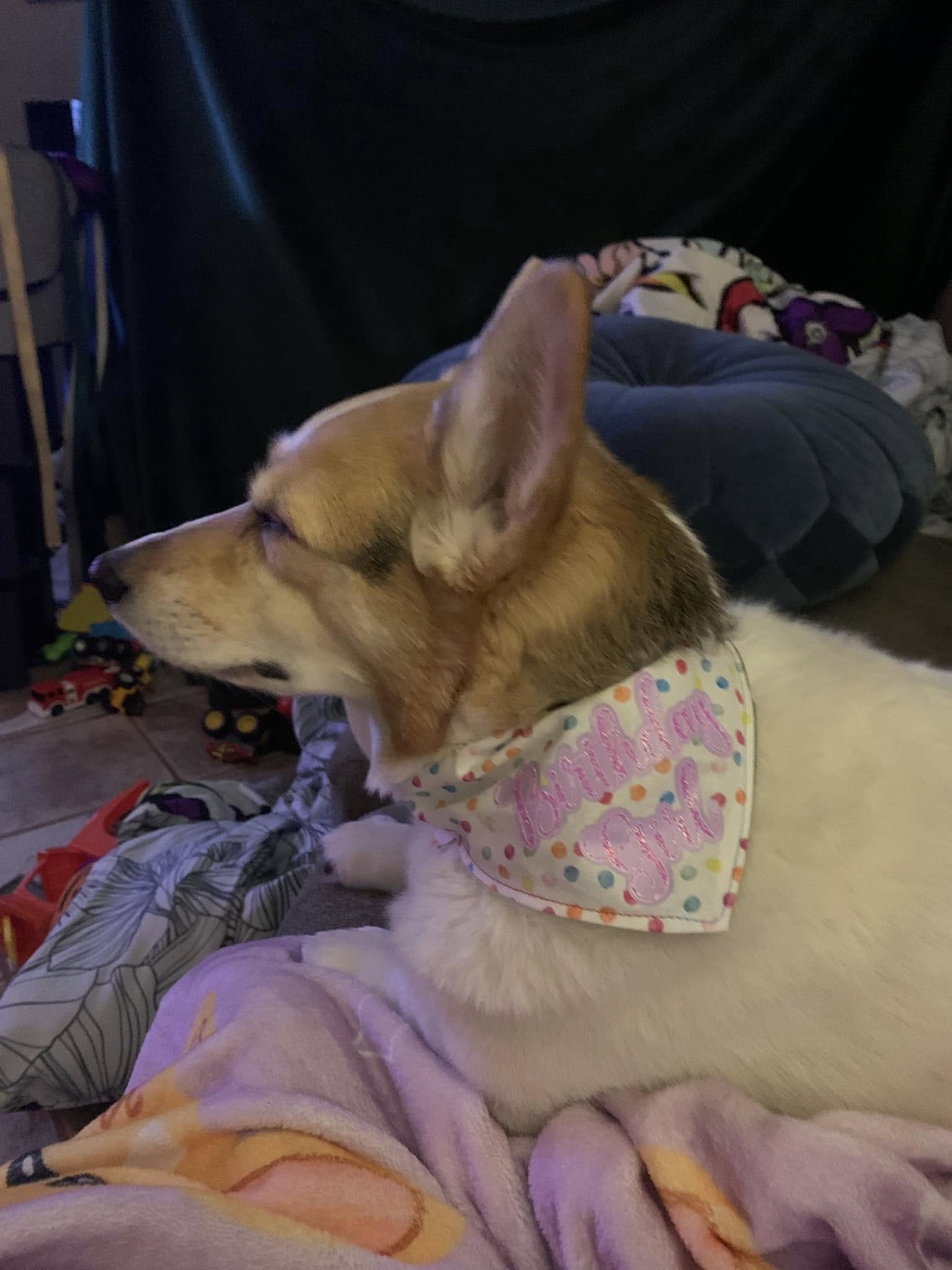 Ashcraft Designs – Handmade accessories for people and pets