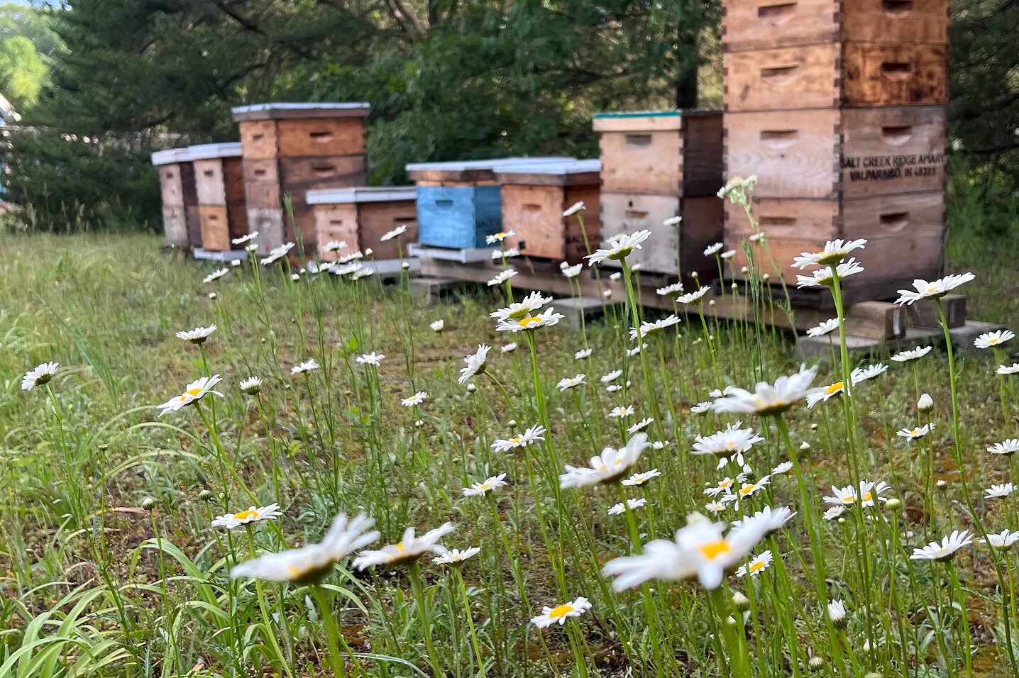 Sandy Acres Homestead