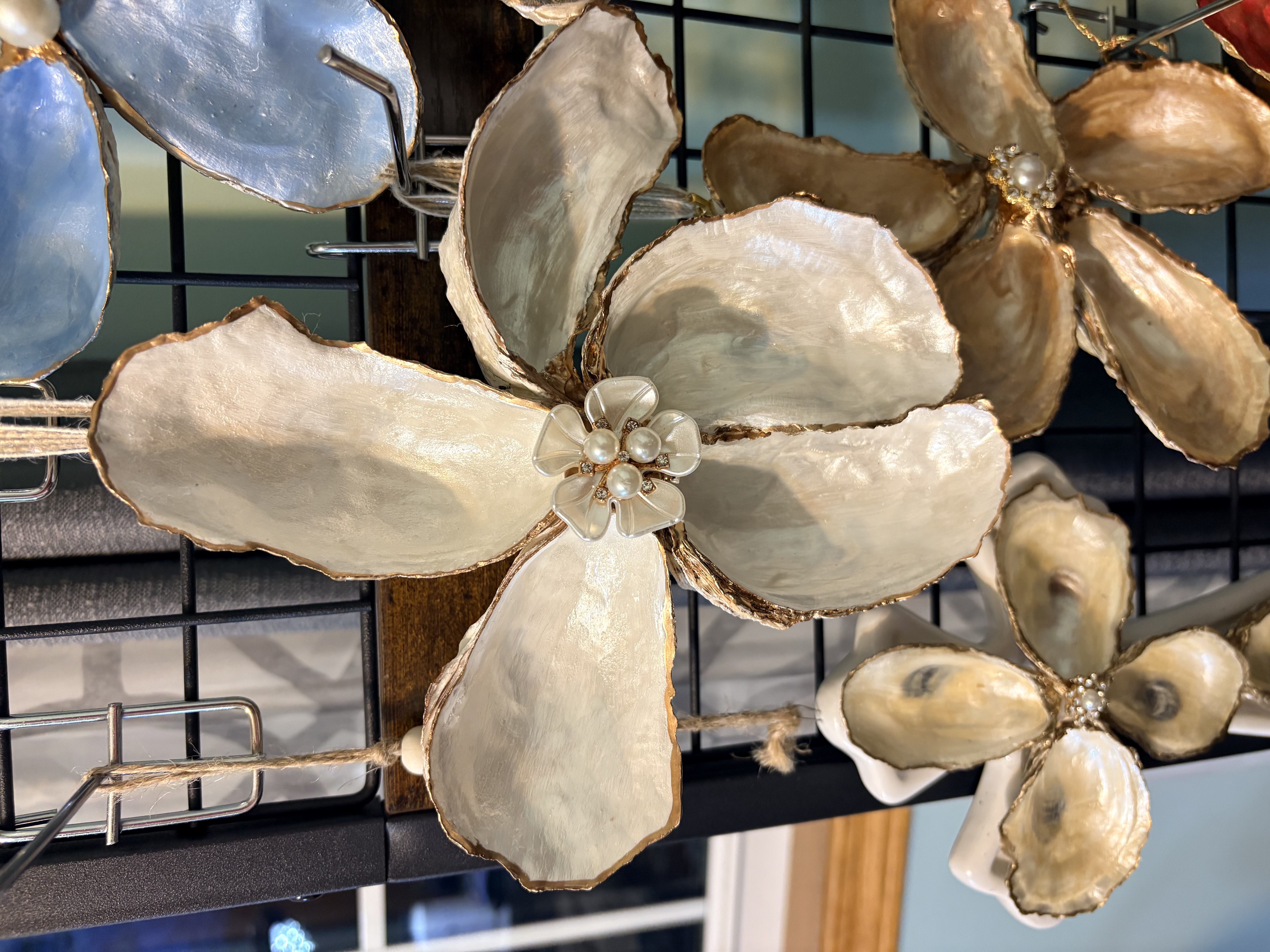 Seashells by Laurie